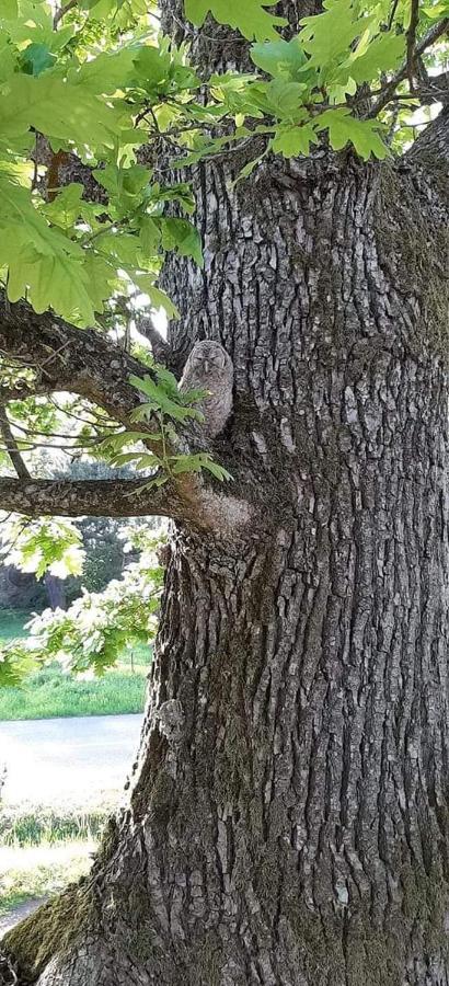 Namelis Nr 1 Adeles Sodyba Sturmai Buitenkant foto